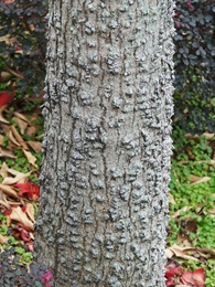 樹幹基部具圓錐狀的粗刺，有如柳釘。