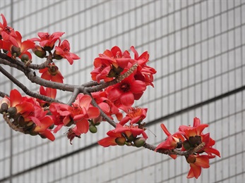 木棉紅色的花，花冠5裂。