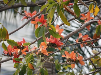 木棉橙紅色的花。