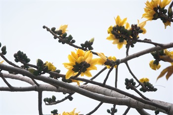 木棉黃色的花。