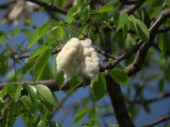 蒴果成熟時開裂，露出白色的綿毛。