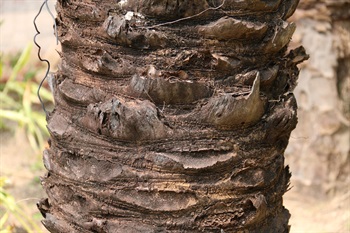 樹幹灰色，圓柱狀，枯葉葉柄宿存於樹幹，葉柄脫落後有葉柄痕。