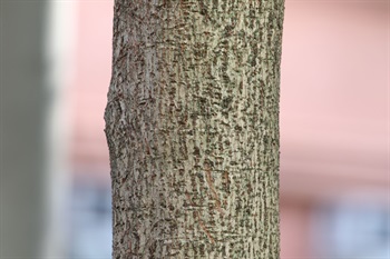 樹皮光滑，呈棕黃色或灰棕色。