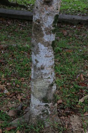 枇杷的樹幹。