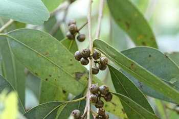 蒴果近球形至卵形，4-5裂，花盤凸起，具突出的邊緣。成熟時由綠色轉為暗褐色。