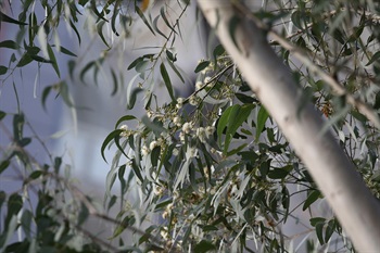 Flowers always 5-8 clustered in an umbel inflorescence, axillary. Flowers buds long ovoid, calyptra conical to long conical, hypanthium hemispheric. Stamens many, white, protruded.