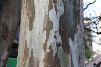 樹皮光滑，呈灰白色至棕褐色，不規則片狀或長條狀剝落，常在樹幹基部宿存，粗糙，呈黑色。