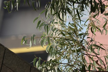 Simple leaves alternate. Blade of adult tree glabrous, narrowly lanceolate, slightly twist at maturity, both surfaces bright green, glabrous, concolourous. 