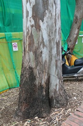 Trunk of <em>Eucalyptus tereticornis</em> Sm..