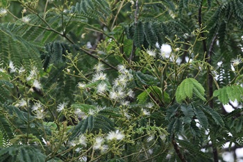 雌雄同株。穗狀花序，腋生，花單生或組成圓錐狀花序。花朵呈黃綠色至奶油色，花萼寬鐘狀，雄蕊眾多。