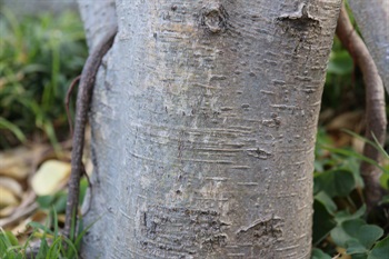 樹皮灰色，光滑，側枝延長，下垂，無毛。