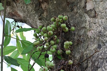隱頭花序，梨形，聚生於老莖的小枝上。雌雄同株。