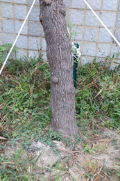 昆士蘭銀樺的樹幹。