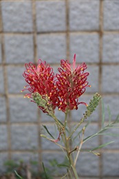 頂生總狀花序，花朵呈紅色，花柱外露。