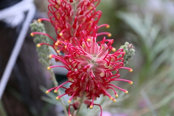 頂生總狀花序，花朵呈紅色，花柱外露。2