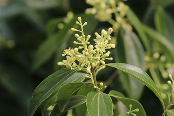 花綠白色，花被6裂，有三輪雄蕊。