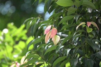 新生枝葉常呈粉紅色。