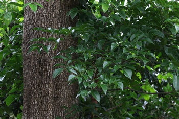 葉序為3至5回羽狀複葉，簇生於小枝頂端。