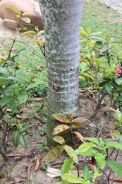 棍棒椰子的樹幹。