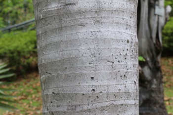樹幹灰色，光滑。
