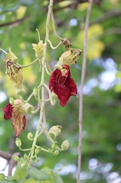 6-10朵花朵組成圓錐花序，花序着生於枝條末端，下垂，夜間開花。