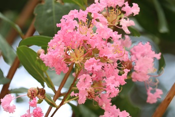 圓錐花序頂生，被微柔毛，花朵密集。