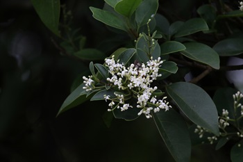 圓錐花序，頂生。花朵近無梗，呈白色，兩條雄蕊，外露。