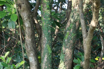 台灣女貞的樹幹。