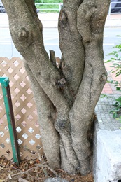 山指甲的樹幹。