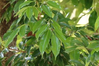 偶數羽狀複葉，小葉2-4對近對生。