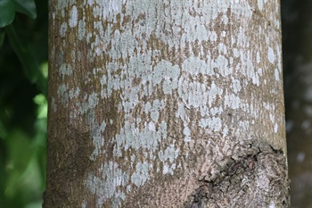 樹皮光滑，呈灰棕色至黃棕色。