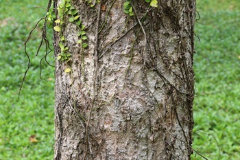 主幹樹皮褐色，唇形皮孔散生。