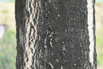 Bark of trunk greyish brown.