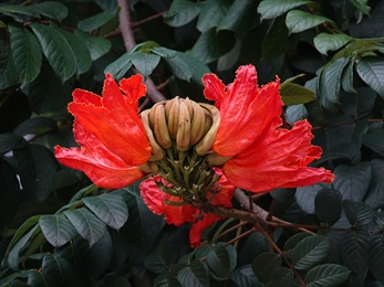 Corolla campanulate, petals externally orange red.