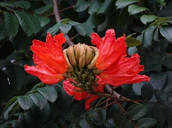 花冠鐘狀，花瓣外面橙紅色。