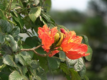 花萼月牙狀外彎，開裂。花瓣裂片5塊，內面橙黃色。