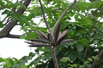Capsule blackish brown when mature, dehiscent.