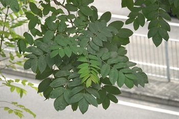 Odd-pinnately compound, arrangement of leaflets feather-like.