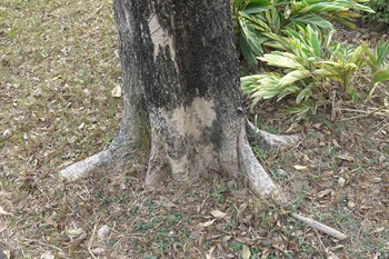 Buttress root of <em>Spathodea campanulata</em> P. Beauv.