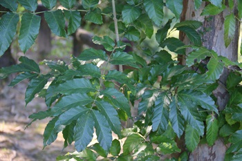 葉為奇數羽狀複葉，小葉3-9片，對生，葉柄基部常具退化單葉。