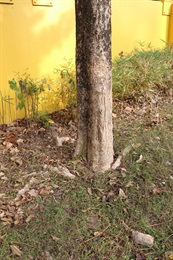貓尾木的樹幹。