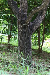Trunk of <i>Melaleuca bracteata</i> F.Muell. 'Revolution Gold'