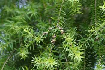 Capsules globular, with persistent calyx at the apex.