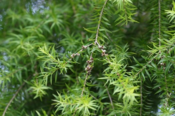 蒴果，球體，頂端具宿存花萼。