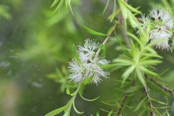 穗狀花序，頂生，新葉萌發時花序呈側腋生狀。