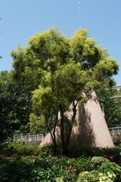 Overview of <i>Melaleuca bracteata</i> F.Muell. 'Revolution Gold'