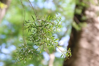 Simple leaves alternate. Blade glabrous, golden-green, linear to narrowly oblong.
