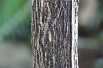 Bark grey, coarse, fissured.