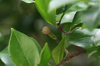 蓇葖果卵球形或球形，先端具小喙。