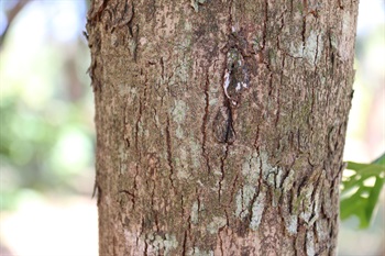 樹皮粗糙，呈黃棕色或灰棕色，小枝被毛。
